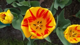 2014-04-17 Holland Tulips 30.jpg